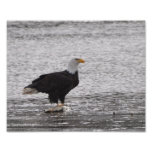 8X10 Bald Eagle on Salmon Photo Print
