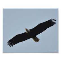 8X10 Bald Eagle Soaring on Longbeach, WA Photo