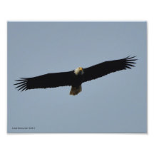 8X10 Bald Eagle Soaring Photographic Print