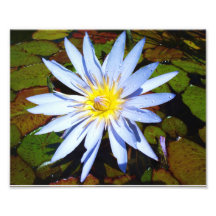 8x10 Blue Lily Waterdrops Photo