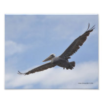 8X10 Brown Pelica Photographic Print