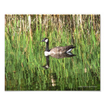 8X10 Canadian Goose Reflection