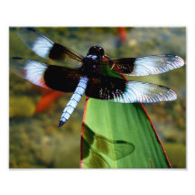 8x10 Dragonfly With Blue Wings and With Shadow Art Photo