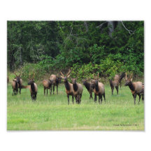 8X10 Elk - Roosevelt Elk Herd Photo Print