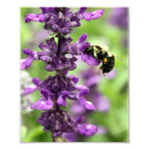 8x10 Flower and Bumblebee Photo Print