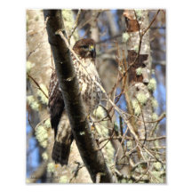 8X10 Hawk Hidden in the Trees Photo