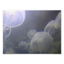 8x10 Jellyfish Photo Print
