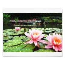 8x10 Lillies and Raindrops Art Photo