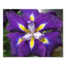 8x10 Macro Iris Photographic Print