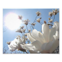 8x10 Magnolia and Sun II Photograph