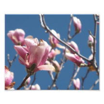 8x10 Magnolia Blue Sky Photo Art