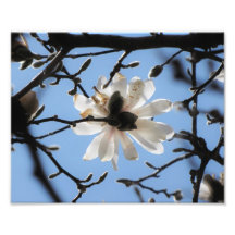 8x10 Magnolia From Below Photo Art