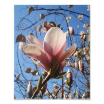 8x10 Magnolia Pink and Milkweed Art Photo