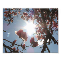 8x10 Magnolia Shine Art Photo