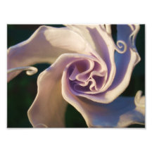 8x10 Moonflower Art Photo