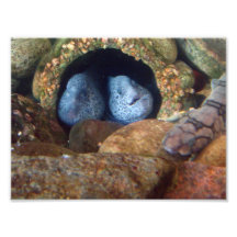 8x10 Moray Eels Photo Art