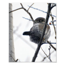 8X10 Owl - Northern Pygmy Owl Photo