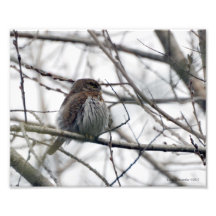 8X10 Owl - Northern Pygmy Owl Photographic Print