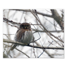 8X10 Owl - Northern Pygmy Art Photo