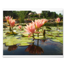8x10 Pink Lily Sunken Garden With Reflection Photograph