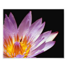 8x10 Purple and Yellow Lily With Bee Photo Art
