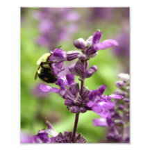 8x10 Purple Flower and Bee II Art Photo