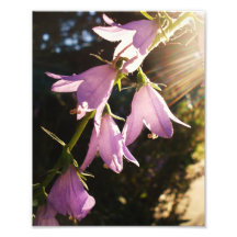 8x10 Purple Flower in Sun Ray Photograph