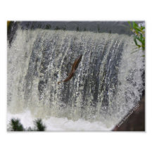 8X10 Salmon Jumping the Falls Photo Print