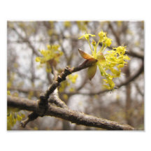 8x10 Sign of Spring Photograph