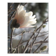 8x10 Star Magnolia Photo