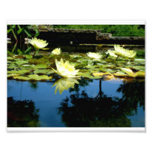 8x10 Yellow Lily With Reflection Photo Art