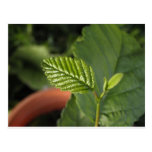 _9031266  Green leaf Postcards