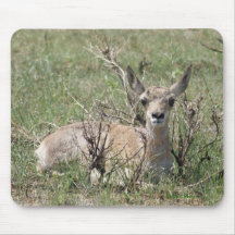 A0007 Baby Pronghorn Antelope Mouse Pad