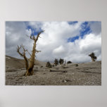 a3312 - Bristlecone Pines, White Mountains Poster