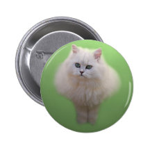 A ball of fluff white kitten buttons