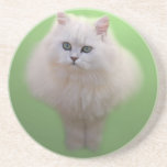 A ball of fluff white kitten coasters