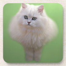 A ball of fluff white kitten drink coaster