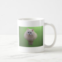 A ball of fluff white kitten mugs
