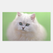 A ball of fluff white kitten rectangular sticker