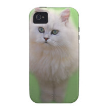 A ball of fluff white kitten vibe iPhone 4 cases