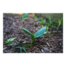 A Bean Sprout Photo Art