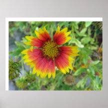 A beautiful Blanket Flower Print