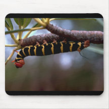 A beautiful Coloured Caterpillar Mousepads