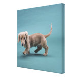 A beige small dachshund walking canvas print