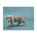 A beige small dachshund walking postcard