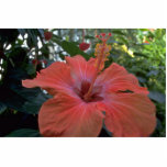 A Big Pink Flower Photo Cut Outs