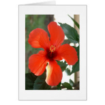 A Big Red Note Cards