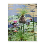 A Birds Nest Postcards