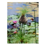 A Birds Nest Postcards