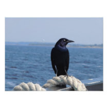 A Black Bird on the Ferry Photo Print